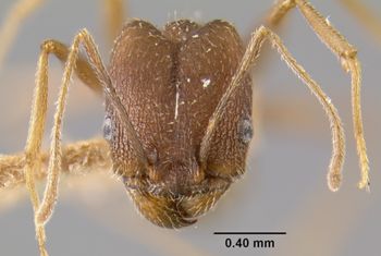 Media type: image;   Entomology 20768 Aspect: head frontal view